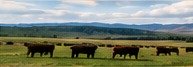 Cattle pasture
